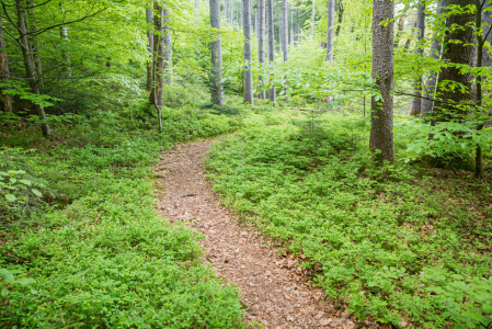 Bild-Nr: 12817824 Weg im Frühlingswald Erstellt von: SusaZoom