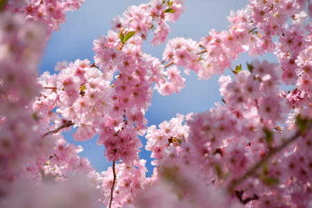 Bild-Nr: 12817858 Frühlingsblüten Erstellt von: GUGIGEI