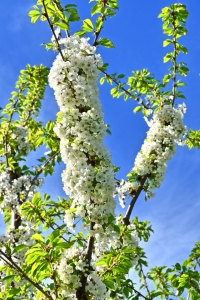 Bild-Nr: 12817939 Kirschblüte Erstellt von: johafoto