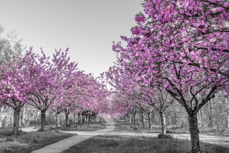 Bild-Nr: 12818464 Faszination Kirschbäume Erstellt von: Melanie Viola