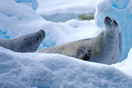 Bild-Nr: 12821709 Robben im Eis - Krabbenfresser Antarktis Erstellt von: Bilderbastlers