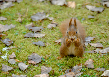 Bild-Nr: 12821915 Eichhörnchen Erstellt von: Gregor Handy