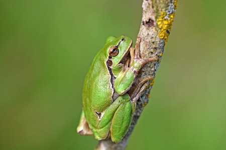 Bild-Nr: 12823803 Laubfrosch Erstellt von: GUGIGEI