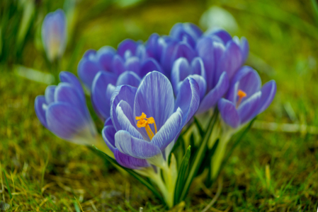 Bild-Nr: 12824113 Krokusse Erstellt von: Gregor Handy