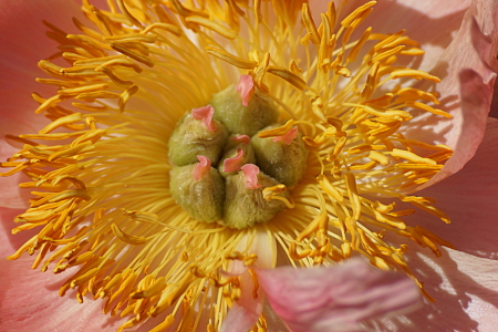 Bild-Nr: 12824491 peony Erstellt von: youhaveadream