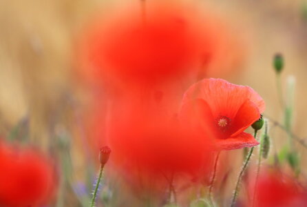 Bild-Nr: 12829215 Mohnimpressionen Erstellt von: Heike  Hultsch