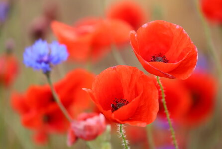 Bild-Nr: 12829217 Mohnimpressionen 2 Erstellt von: Heike  Hultsch
