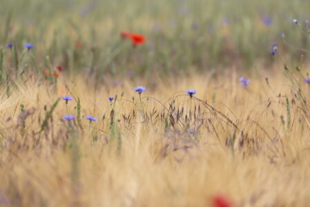 Bild-Nr: 12829221 Mohn und Kornblumen Erstellt von: Heike  Hultsch