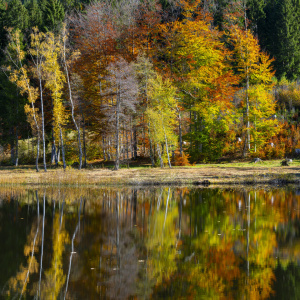 Bild-Nr: 12829439 Herbst im Oberallgäu Erstellt von: Walter G. Allgöwer
