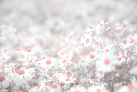 Bild-Nr: 12829752 Mageriten Schönheit auf dem Feld Erstellt von: Tanja Riedel