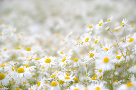 Bild-Nr: 12829753 Kamille am Wegesrand Erstellt von: Tanja Riedel