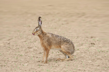 Bild-Nr: 12830225 Hasenbraten Erstellt von: Heike  Hultsch