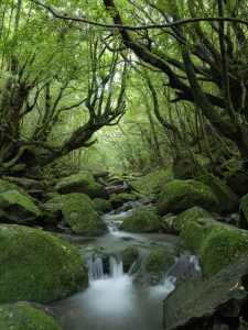 Bild-Nr: 12830314 Bachlauf im Wald Erstellt von: eyetronic