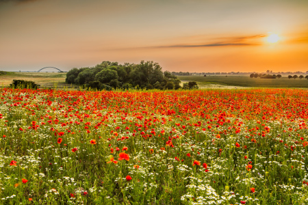 Bild-Nr: 12831065 SommerLand     Erstellt von: Ursula Reins