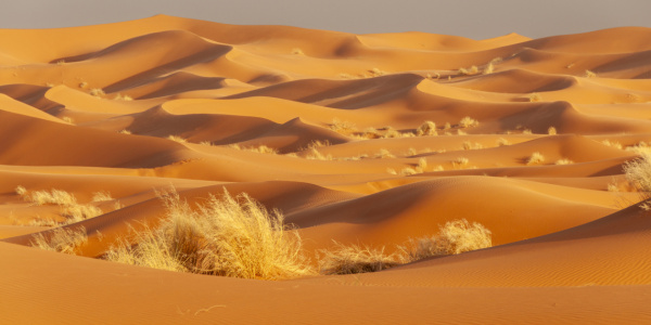 Bild-Nr: 12832124 Sahara Erstellt von: Walter G. Allgöwer