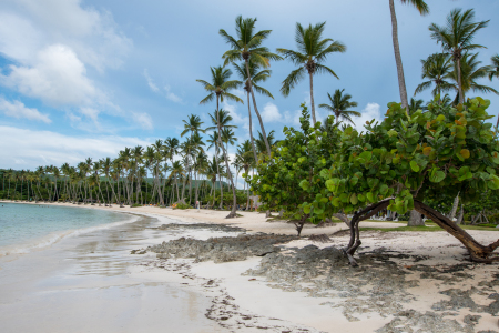 Bild-Nr: 12833714 Palmenstrand Erstellt von: Bettina Schnittert