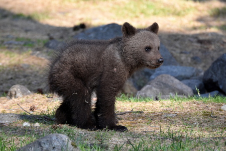 Bild-Nr: 12835697 Teddy Erstellt von: GUGIGEI