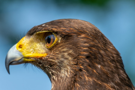 Bild-Nr: 12838538 Wüstenbussard Erstellt von: volker heide