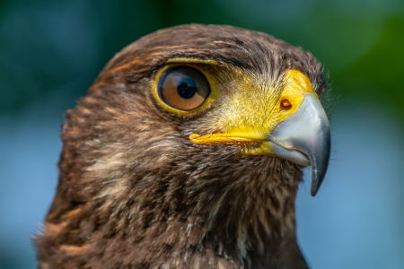 Bild-Nr: 12838540 Fester Blick Erstellt von: volker heide