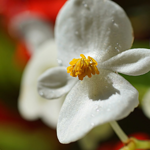 Bild-Nr: 12838907 Zartes Erstellt von: youhaveadream