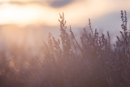 Bild-Nr: 12839583 Heideblüten Impression Erstellt von: Tanja Riedel