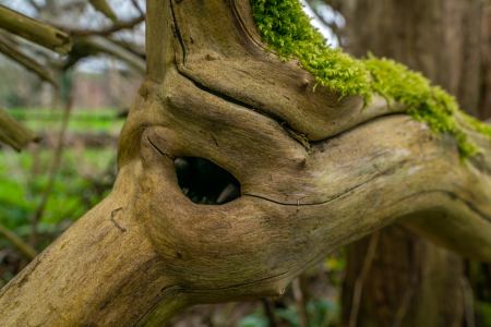 Bild-Nr: 12839910 Fantasywesen in einer Hecke Erstellt von: volker heide