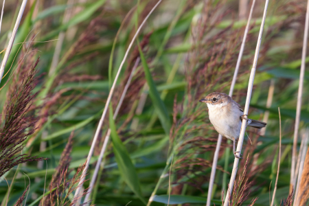 Bild-Nr: 12841440 Dorngrasmücke Erstellt von: DirkR