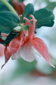 Bild-Nr: 12841758 Akelei Erstellt von: Atteloi