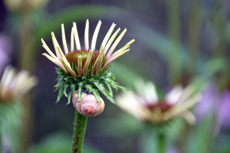 Bild-Nr: 12842064 Schnecke Erstellt von: GUGIGEI