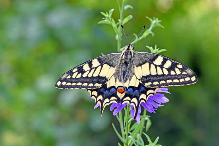 Bild-Nr: 12842527 Schwalbenschwanz Erstellt von: GUGIGEI