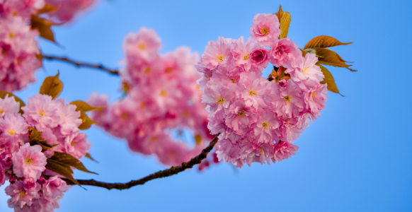 Bild-Nr: 12843190  Rosa Blüten Erstellt von: Gregor Handy