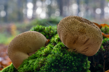 Bild-Nr: 12843192 Kartoffelboviste auf einem Baumstamm  Erstellt von: volker heide
