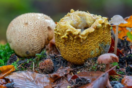 Bild-Nr: 12843193 Herbstzeit ist Pilzzeit  Erstellt von: volker heide