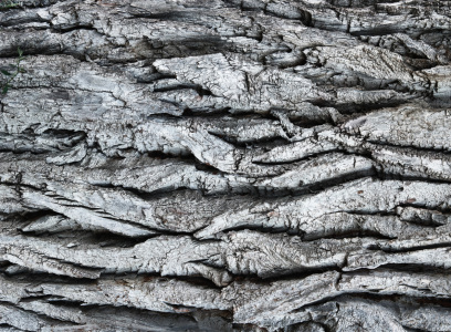 Bild-Nr: 12843978 Markante Rinde eines riesigen alten Pappelbaums Erstellt von: Smileus