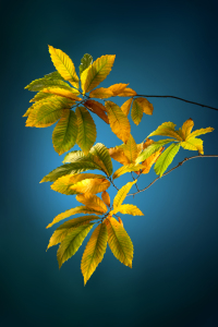 Bild-Nr: 12844418 Kastanienblätter im Herbst auf blauem Hintergrund Erstellt von: Smileus