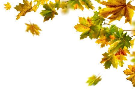 Bild-Nr: 12845065 Wunderschöne Herbstblätter auf weißem Hintergrund Erstellt von: Smileus