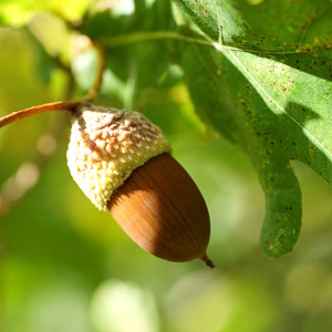 Bild-Nr: 12847831 Eichel Erstellt von: youhaveadream