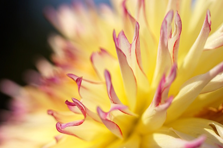 Bild-Nr: 12847837 Zartes Erstellt von: youhaveadream