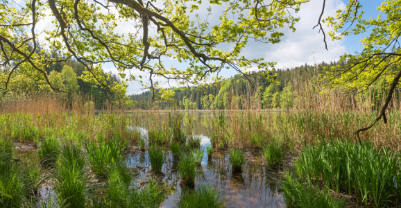 Bild-Nr: 12848914 Frühling am Weiher Erstellt von: SusaZoom