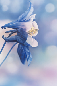 Bild-Nr: 12849305 Akelei Erstellt von: Atteloi