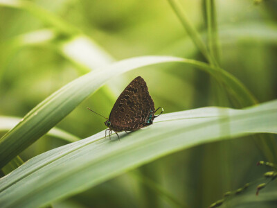 Bild-Nr: 12850102 Exotischer Schmetterling im Urwald Erstellt von: photophilous