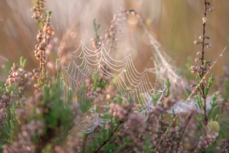 Bild-Nr: 12850637 Verträumte Herbst Momente Erstellt von: Tanja Riedel