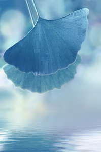 Bild-Nr: 12850775 Ginkgo in Blau Erstellt von: Atteloi