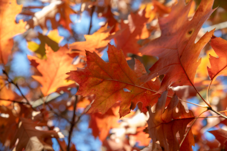 Bild-Nr: 12851057 Wenn der Herbst mit seinem bunten Laub da ist Erstellt von: Tanja Riedel