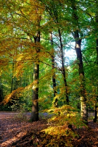 Bild-Nr: 12851520 Herbst Erstellt von: Ostseestrand