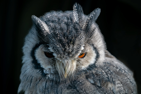 Bild-Nr: 12851573 Weißgesichtseule  Erstellt von: volker heide
