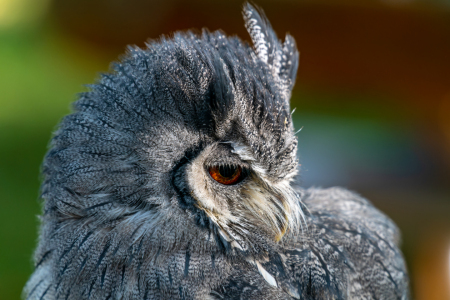Bild-Nr: 12851579 Seitenansicht einer Weißgesichtseule Erstellt von: volker heide