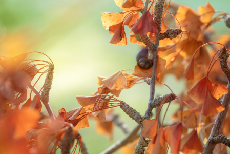 Bild-Nr: 12851705 Herbstfarben und Schneckenhaus Erstellt von: Tanja Riedel