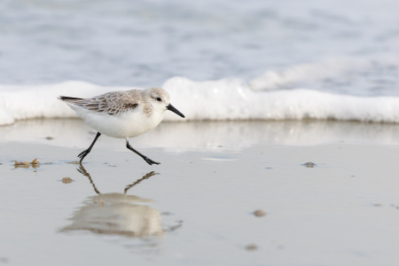 Bild-Nr: 12853138 Sanderling Erstellt von: DirkR