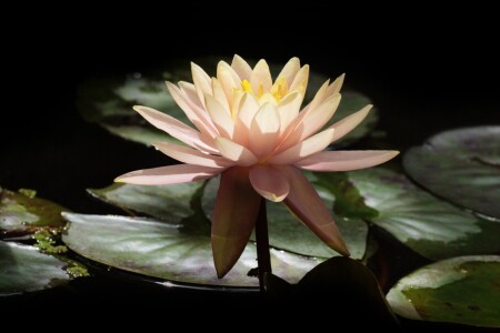Bild-Nr: 12853240 Seerose im Sonnenlicht Erstellt von: Marian